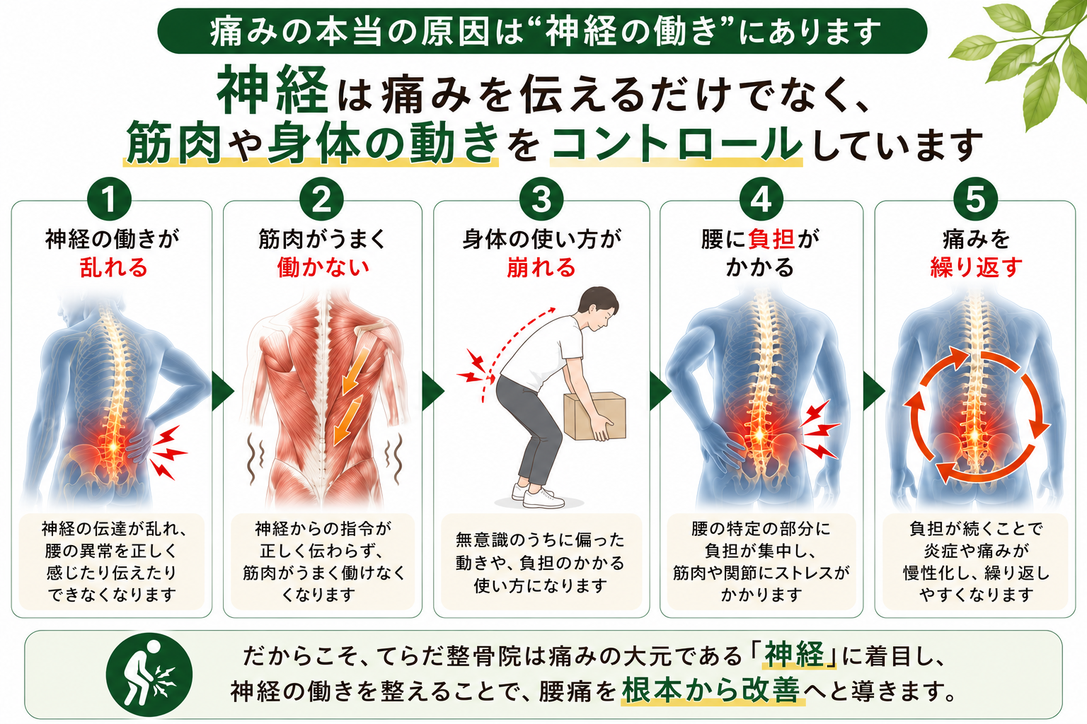 （パソコン用）神経は腰の痛みを伝えるだけでなく筋肉や身体の動きをコントロールする役割もある解説画像