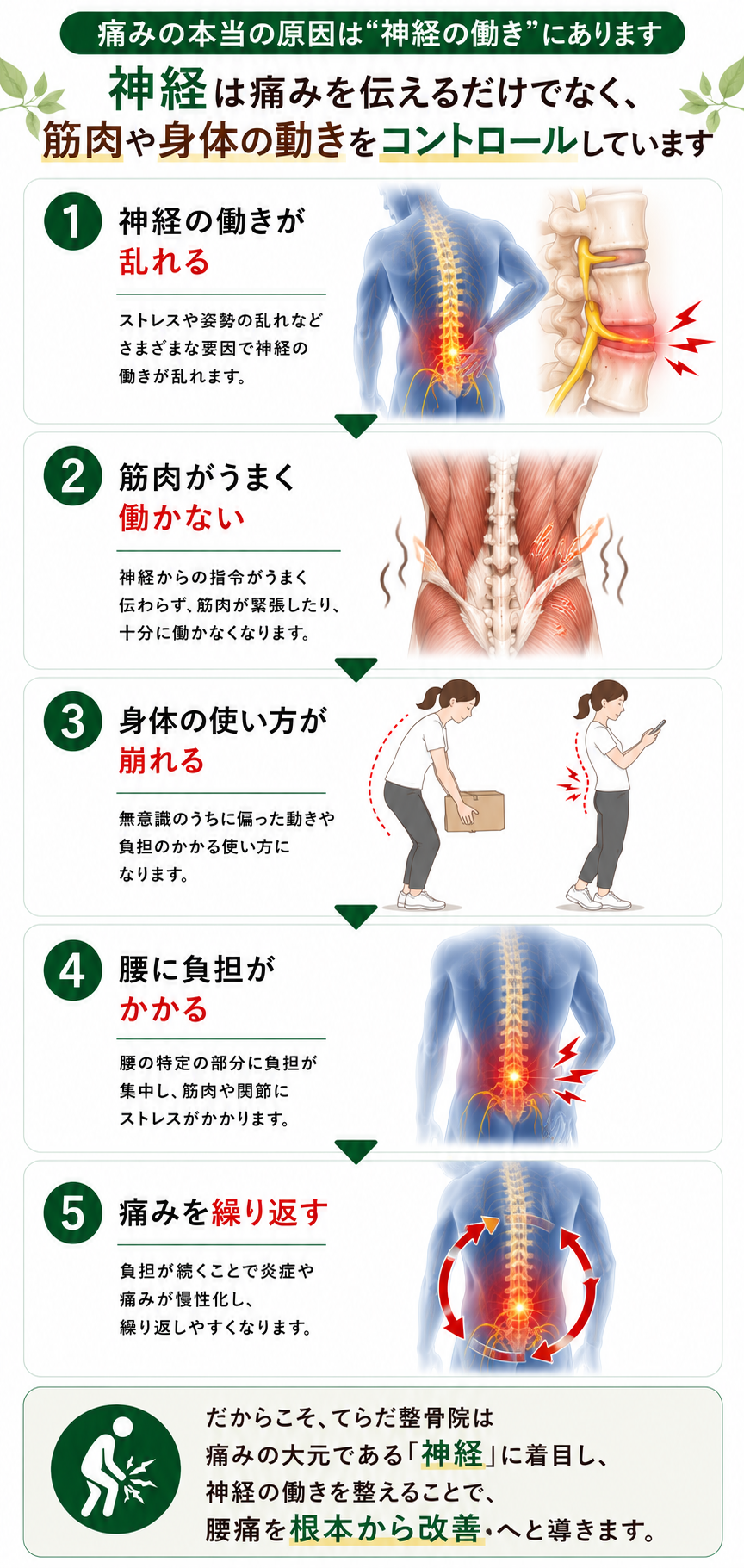 （スマホ用）神経は腰の痛みを伝えるだけでなく筋肉や身体の動きをコントロールする役割もある解説画像